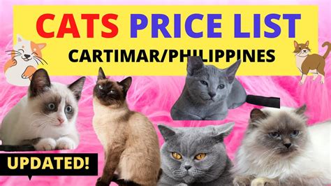 Import permit prior to enter, issued through the MOEW web site (validity of permit is 30. . Imported cat price